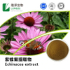 Echinacea Extract 100% Natural Plant Extracted Cichoric Acid Powder