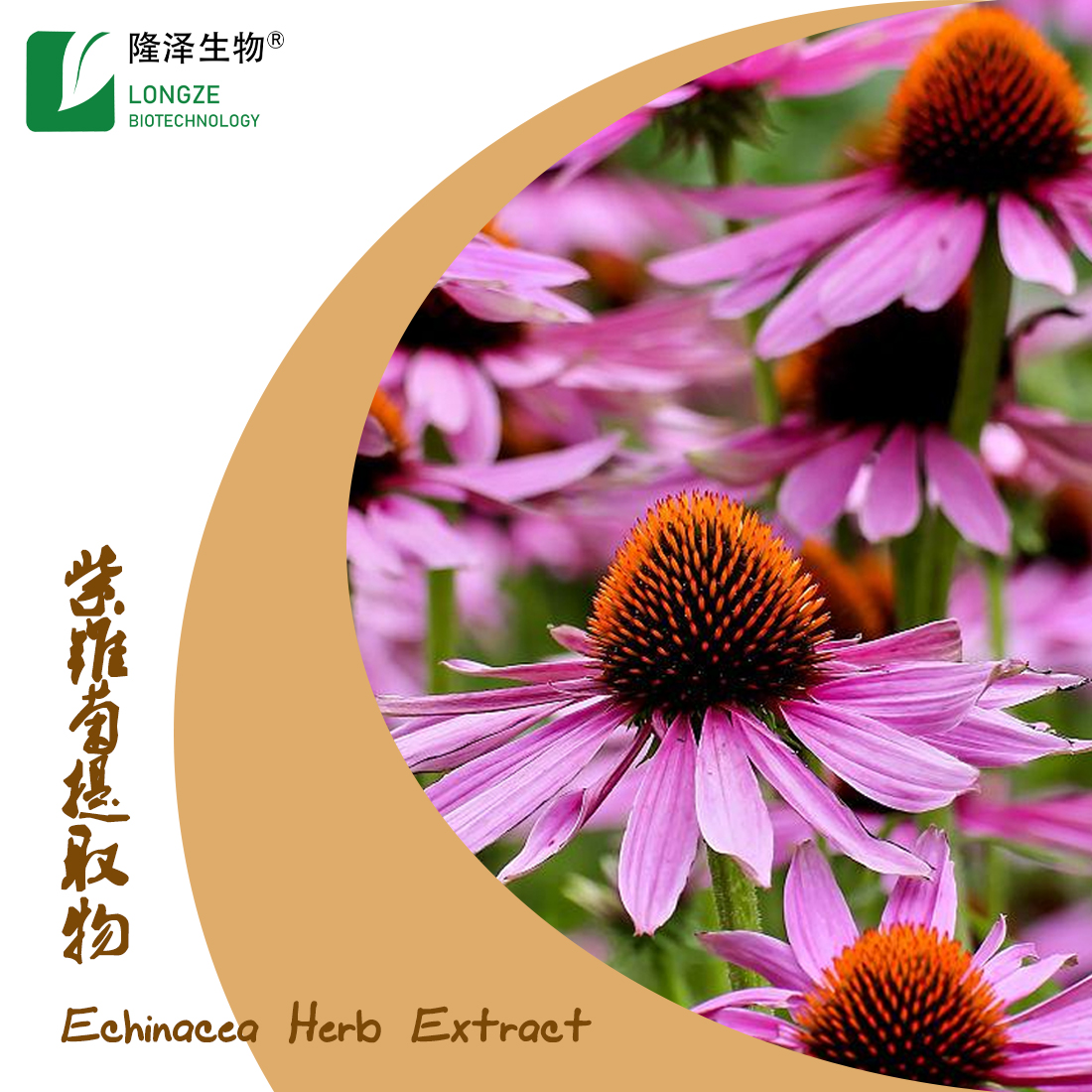  Echinacea Purpurea Extract Powder With Polyphenols Cichoric Acid