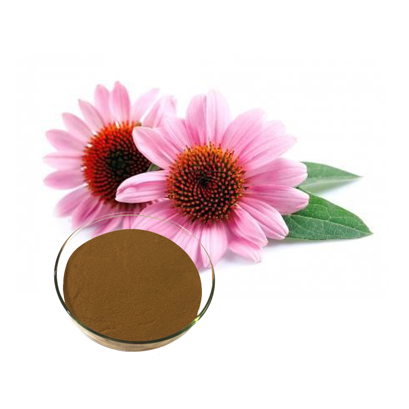 Echinacea Extract